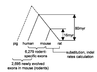 Rodent exons