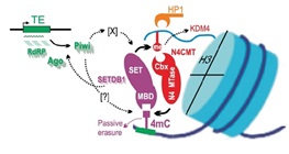 Bacterial N4-methylcytosine as an epigenetic mark in eukaryotic DNA, by Fernando Rodriguez, Irina A. Yushenova et al.