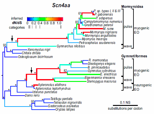 Phylogeny of African and South American fishes