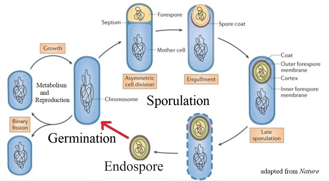 process of sporulation and return to germination adapted from Nature