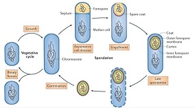 COSMIC ANCESTRY: Panspermia's evidence and implications.