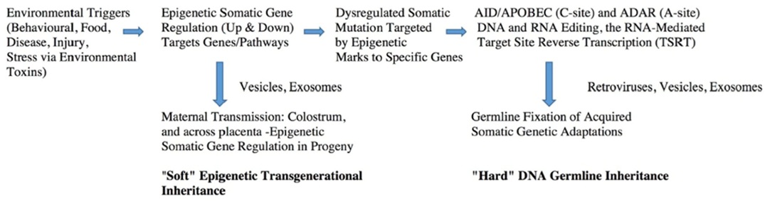 Epigenetic�Genetic Coupling and the Transition from 'Soft' to 'Hard' Lamarckian Inheritance
