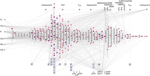 This organization of metabolism seems staggeringly illogical; it demands a simple explanation.