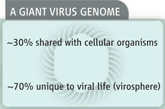 giant virus genome