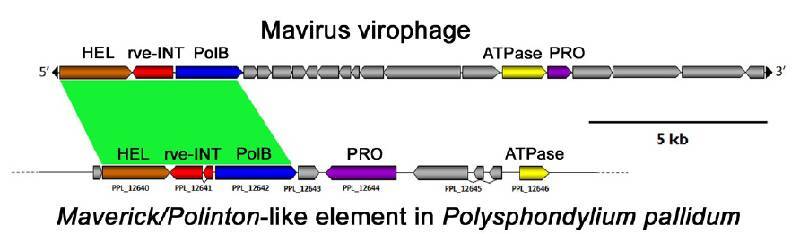 Gene organization of Mavirus... and of a truncated MP transposon....