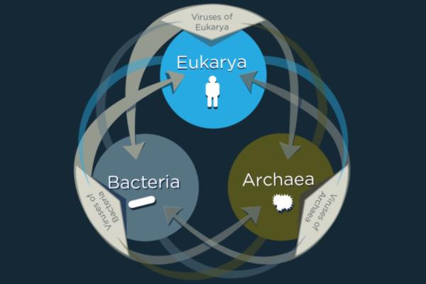 Viruses share genes with organisms across the tree of life