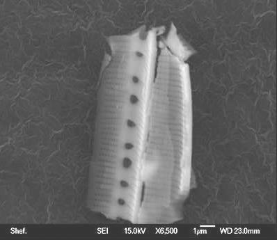 diatom fragment recovered 31 July 2013