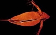 Waterflea