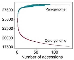 Origin of complexity in haemoglobin evolution